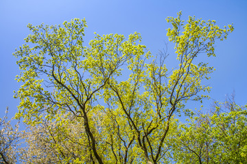 leaves of a tree in intensive light