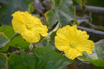 Sponge Gourd flower in garden - Luffa cylindrica