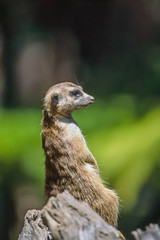 Meerkat