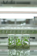 Plant tissue culture