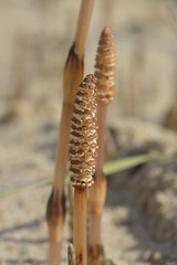 horsetail