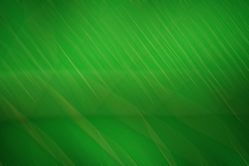 Abstract green leaf texture for background