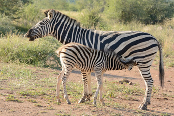 Fototapeta na wymiar Burchell’s zebra mare with suckling foal 