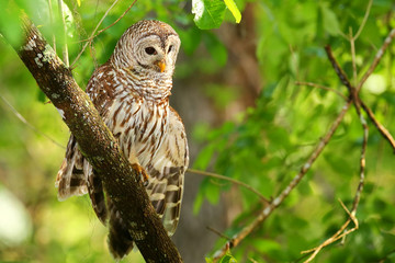 Barred owl (Strix varia) stretching its wing