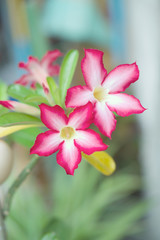 Desert Rose or Mock Azalea with green leaves