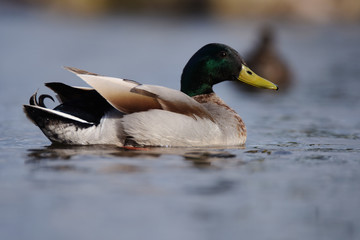 Mallard, Duck, Anas platyrhynchos