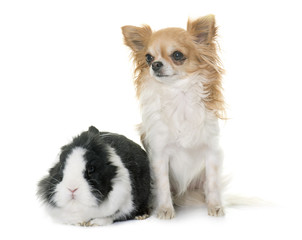 dwarf rabbit and chihuahua
