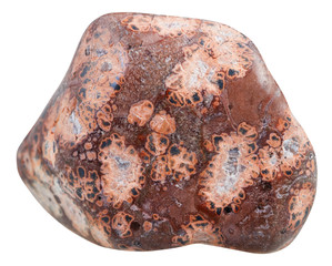 polished Leopardskin Jasper (Jaguar Stone) gem