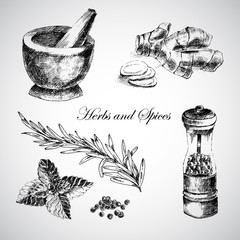 vector hand drawn herbs and spices - ginger, pepper, mint. sketch designer elements