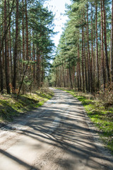Fototapeta na wymiar The forest road spring season