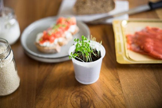 Cress salad grown at home in small plastic cup. Selective focus.