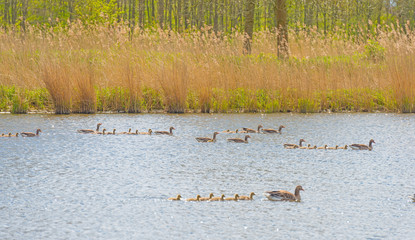 Geese and goslings along the shore of a canal