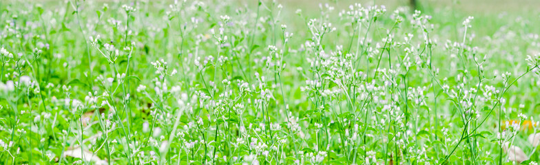 Grass and flowers on the gland