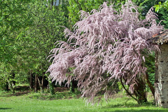 Fototapeta Wonderful tamarisk