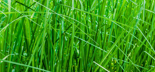 Green grass is spiky.