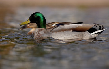 Mallard, Duck, Anas platyrhynchos