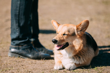 Funny Smiling Welsh Corgi Dog Sit Outdoor