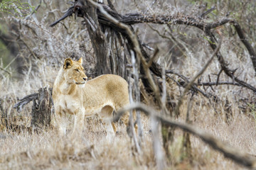 African lion in Kruger National park, South Africa