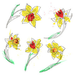 vector set of daffodils