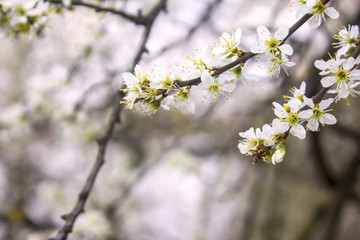 
cherry blossom