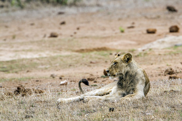 African lion in Kruger National park, South Africa