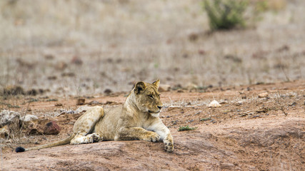 African lion in Kruger National park, South Africa