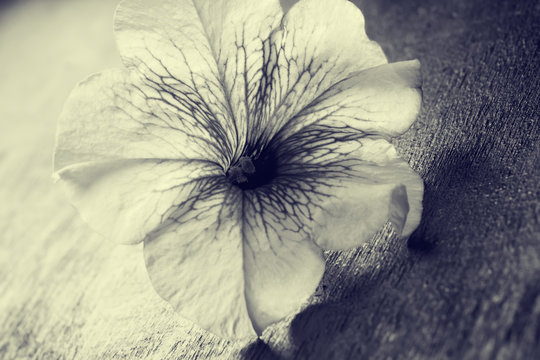 Flower closeup sepia