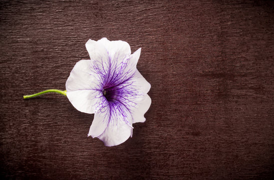 Flower lies on a wooden Board