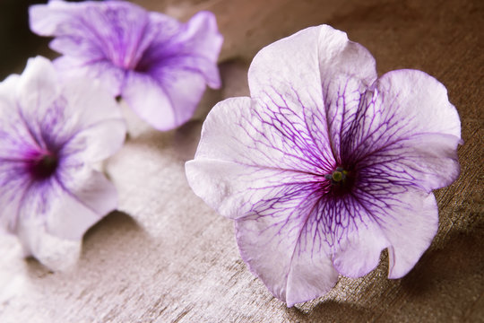 Floweron a wooden Board