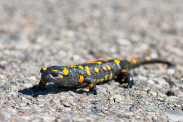 Salamander walking in the street