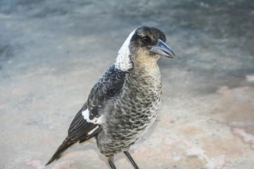 Portrait of black and white Australian magpie  looking at camera with beak open.