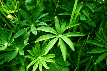 Fresh green lupin's leaves after the rain