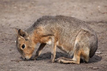 Patagonian mara (Dolichotis patagonum).