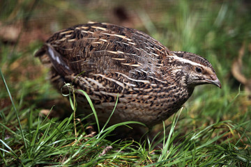 Japanese quail (Coturnix japonica).