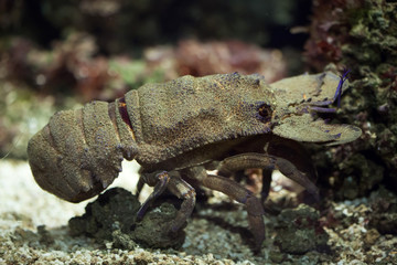 Mediterranean slipper lobster (Scyllarides latus).