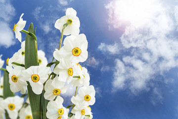 Daffodils bouquet on blue sky