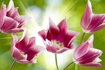 Fototapeta premium beautiful flowers on blurred green background closeup