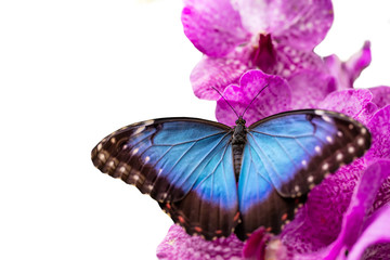 Peleides Blue Morpho on orchid blossom