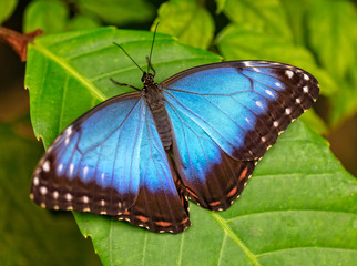 Peleides Blue Morpho on leaf