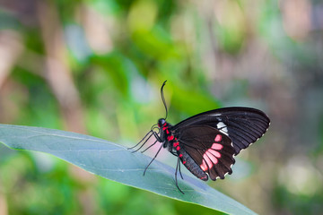 Fototapeta na wymiar Closeup side portrait view of a Laparus doris Butterfly