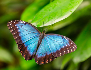 Peleides Blue Morpho on leaf