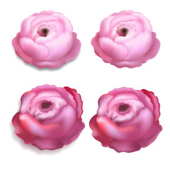 Vector isolated image of flowers, ranunculus pink color, with shadow and without a shadow