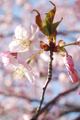 さくら　桜　春　