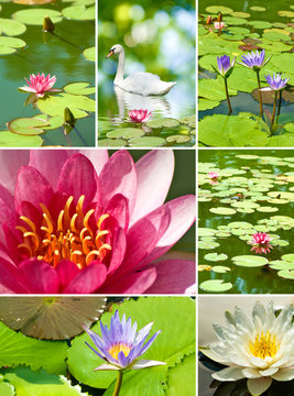 image many lotus flowers close up