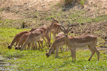 Impala ram with his harem of females drinking at the river while keeping a watchful eye out for...