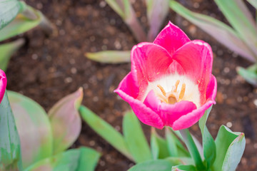 Obraz na płótnie Canvas Tulip anthers with pollen grains of pink Tulip flower.