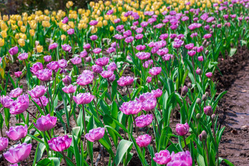 Beautiful purple tulips in flowers garden.