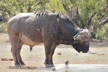 Obraz premium Lone African Buffalo with a flock of Red Bill Oxpeckers in attendance, approaching the waterhole