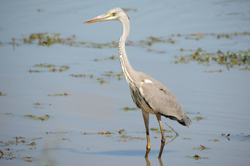 Grey Heron standing motionless while hunting for food in the shallow water
