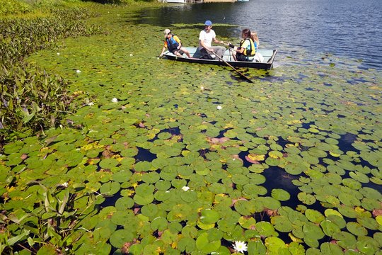 Father and children rowing among lily pads, New Milford, Pennsylvania, US